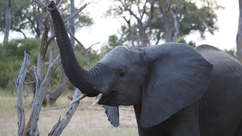 Elephant