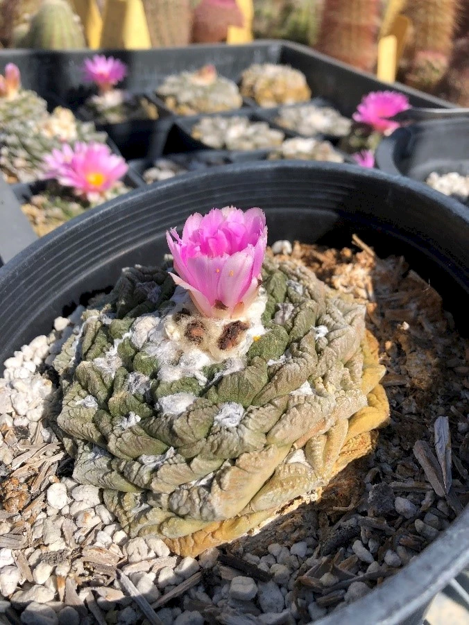 cactuss