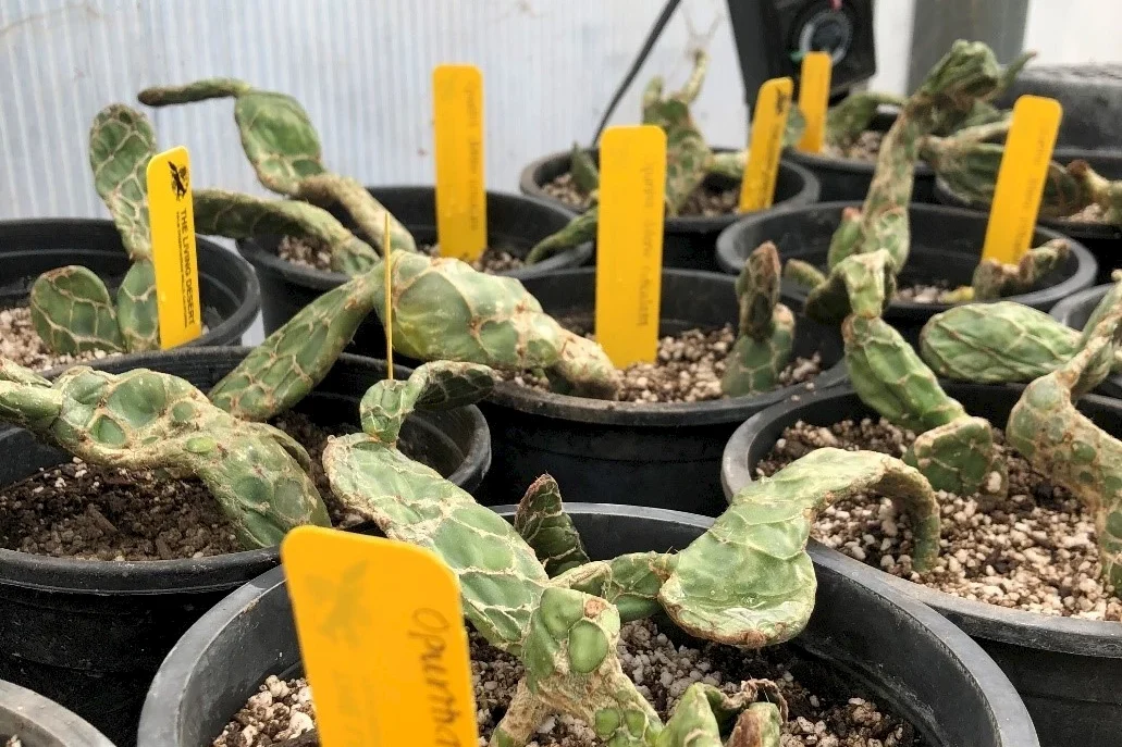 opuntia