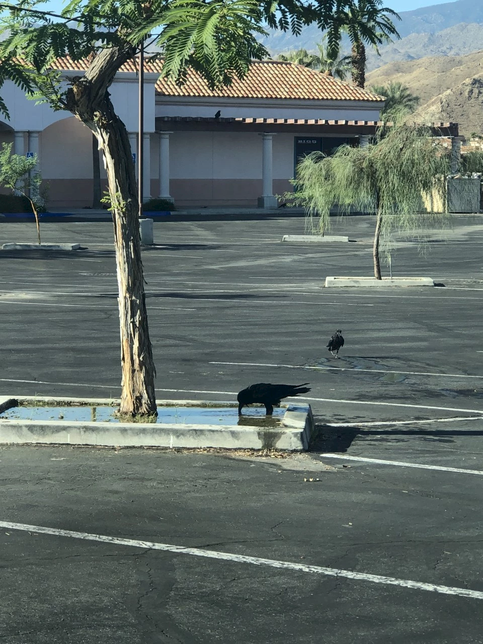 raven-drinking