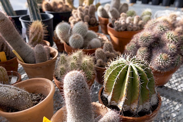 propagation garden
