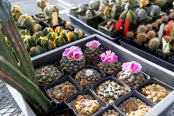 propagation garden